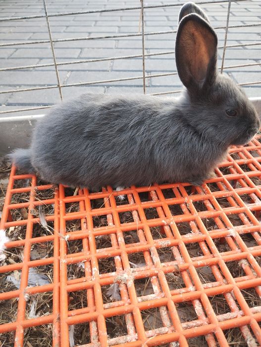 Króliki wiedeńskie