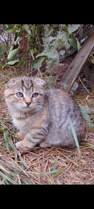 Висловухі кошенята  шукають дім