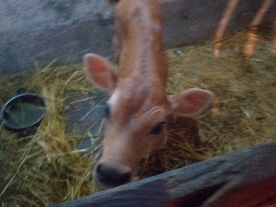 Продам джерсейка бичка