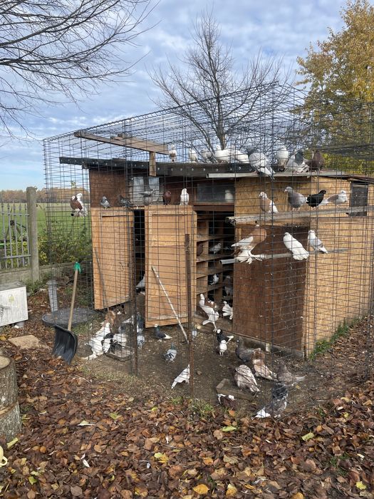 Likwidacja gołebnika