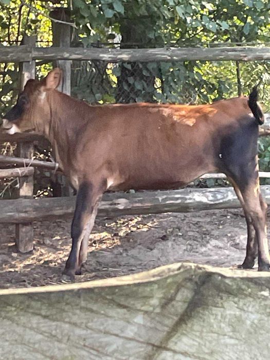 Джерсейськая теличка