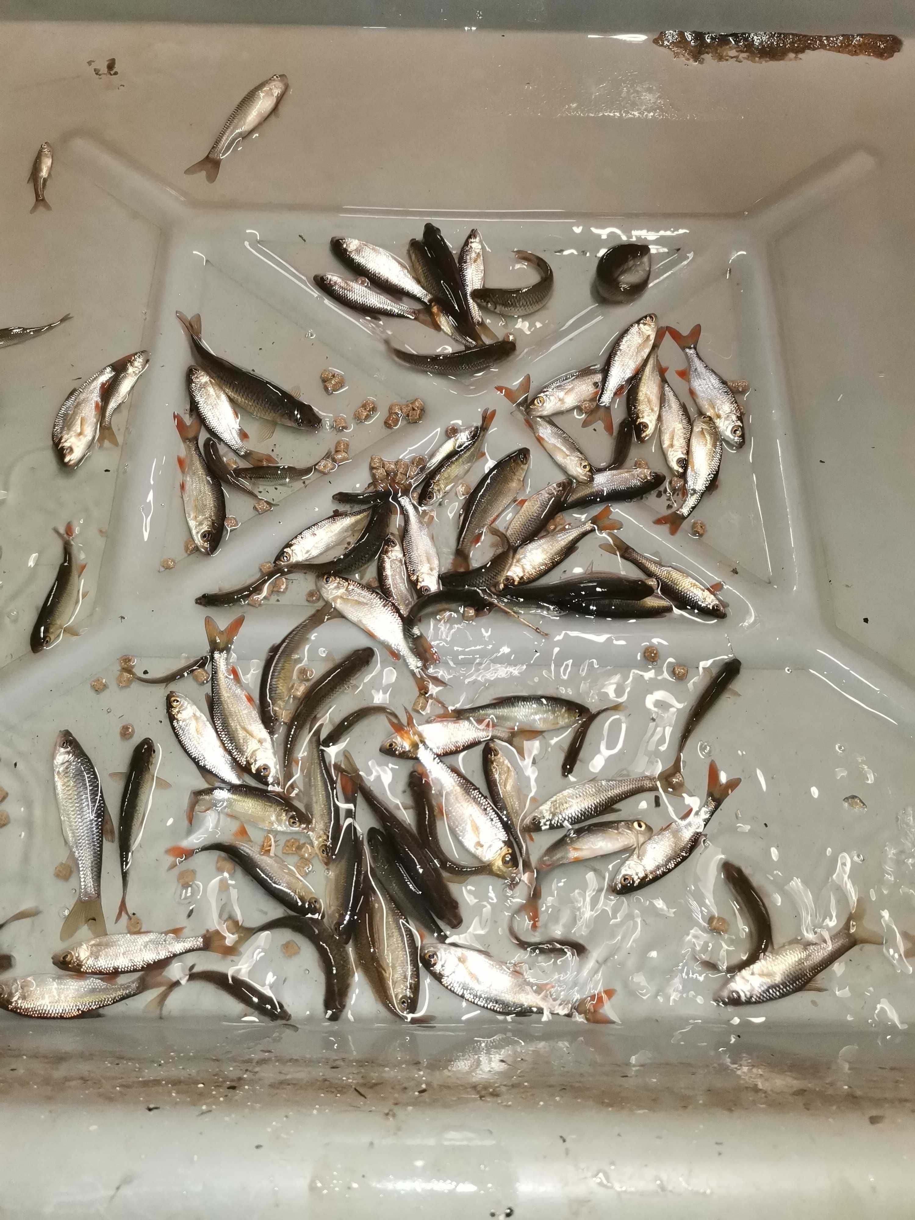 od 15 do 17cm 4szt 100zł i inne węgorz  amur sum