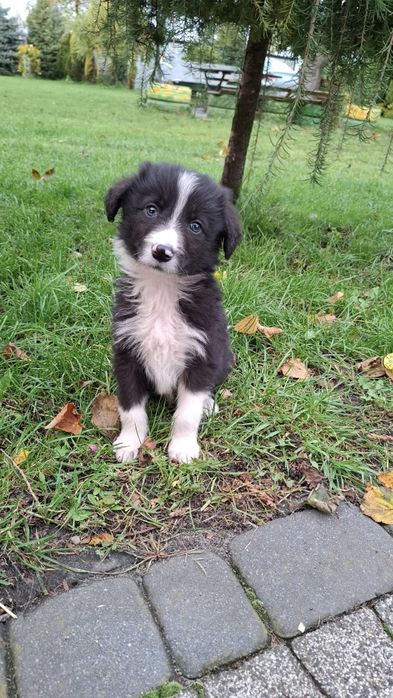 Pieski Border Collie