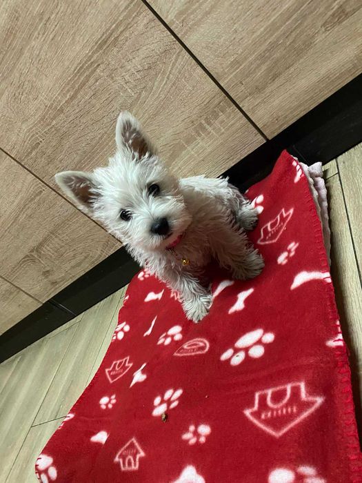 West Highland White Terrier