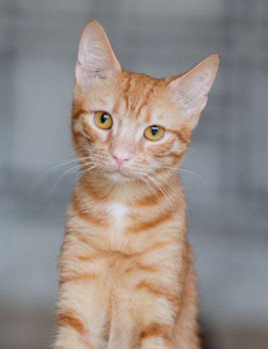 Данке 1.5 года, котенок, котик, ласковый мальчик