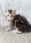 Maine Coon- koteczka