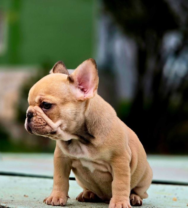 Bulldog francês Macho