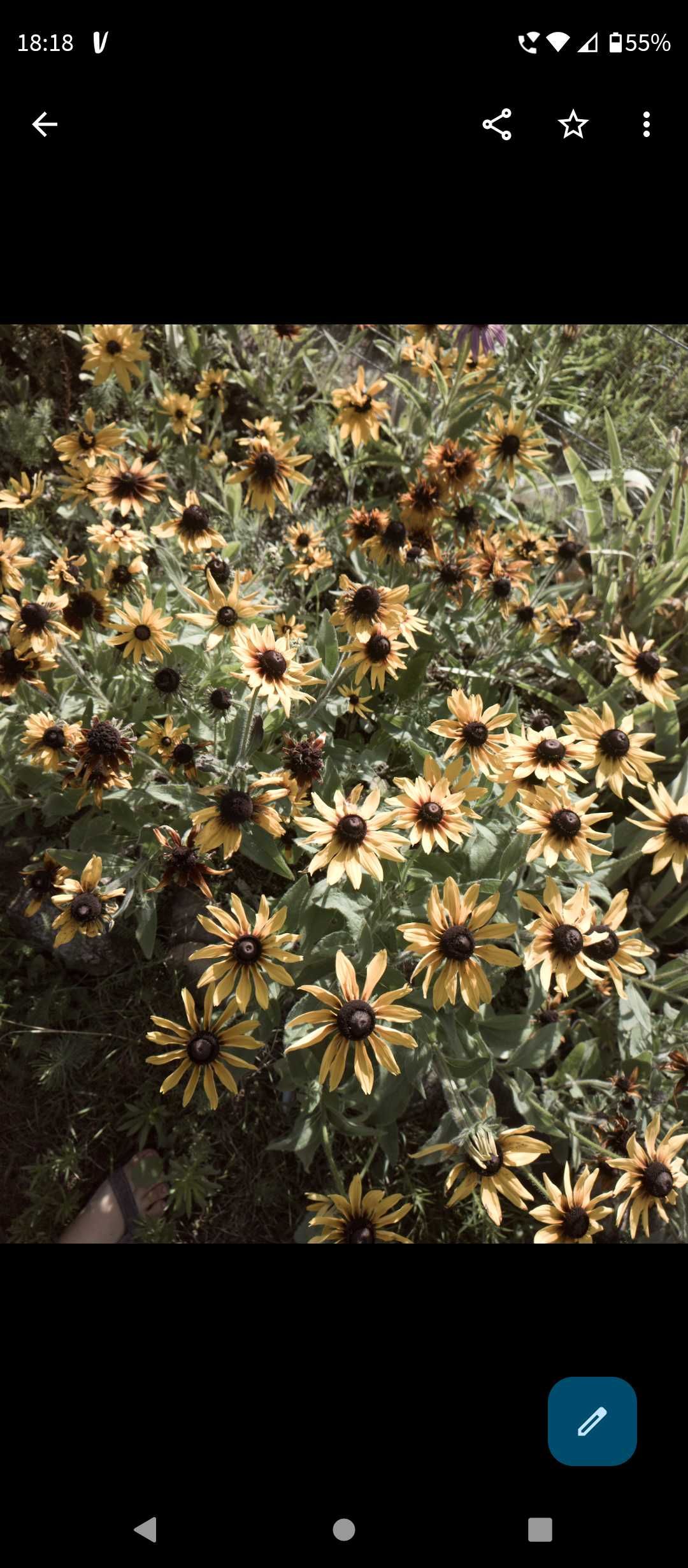 Rudbekia sadzonka sadzonki nadwyżki ogrodu