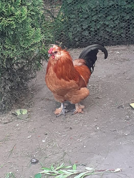 Ładny kogut ozdobny