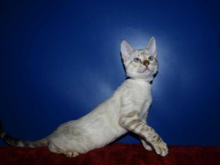 Бенгальские котята снежного окраса . Мальчики и девочки. Документы.