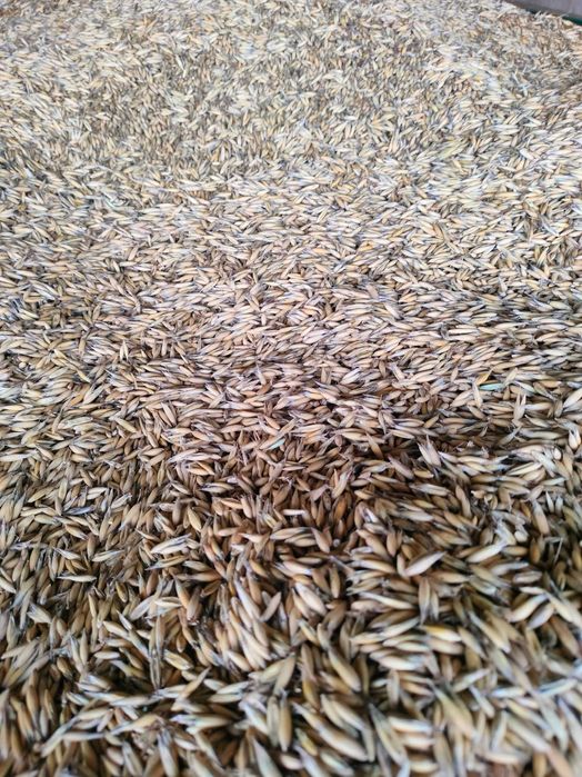 Sprzedam Owies że zbiorów 2025