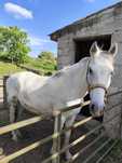 Cavalo bem montado