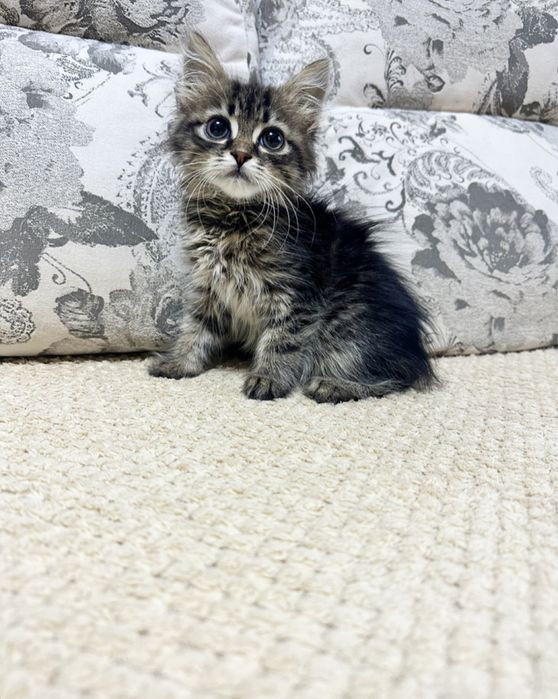 Актуально!Киев