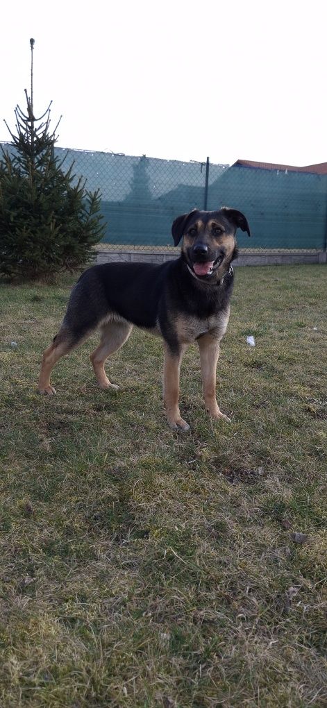 Malinka poleca się do adopcji