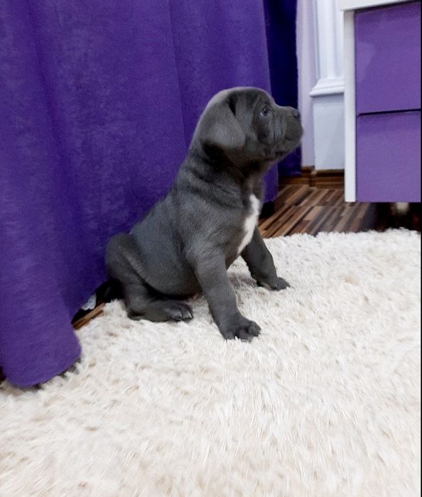 Цуцики кане, голубої окраси