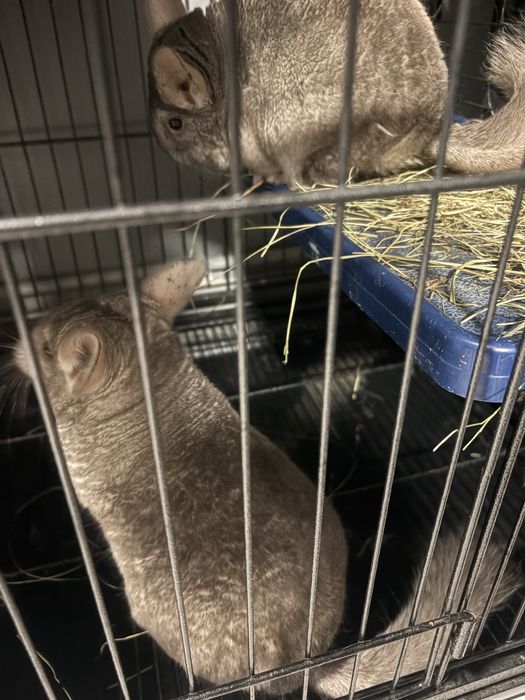 Szynszyle dwie samiczki