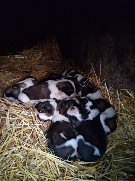 Продам щенков московской сторожевой