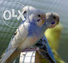 papugi faliste śliczne kolorowe inne