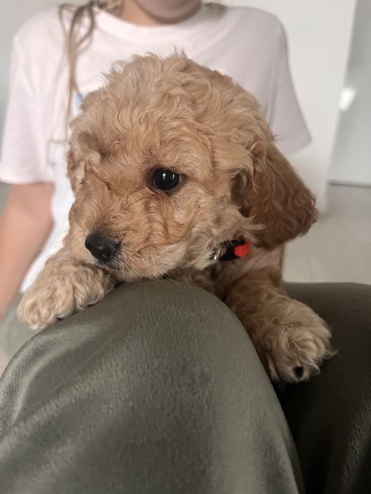 Maltipoo f1b poesek mocny skręt krótkie nóżki