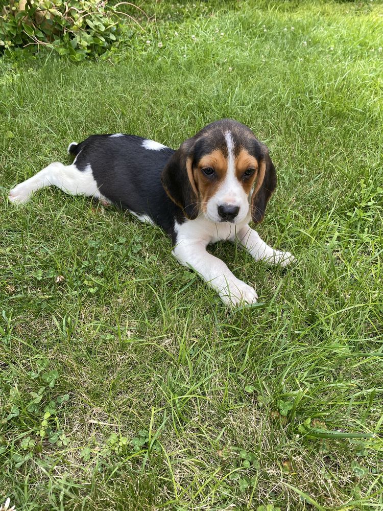 Beagle  macho tricolor Top