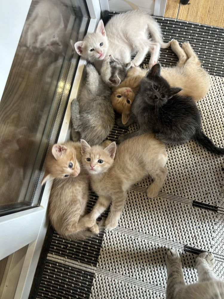 Котики безкоштовно