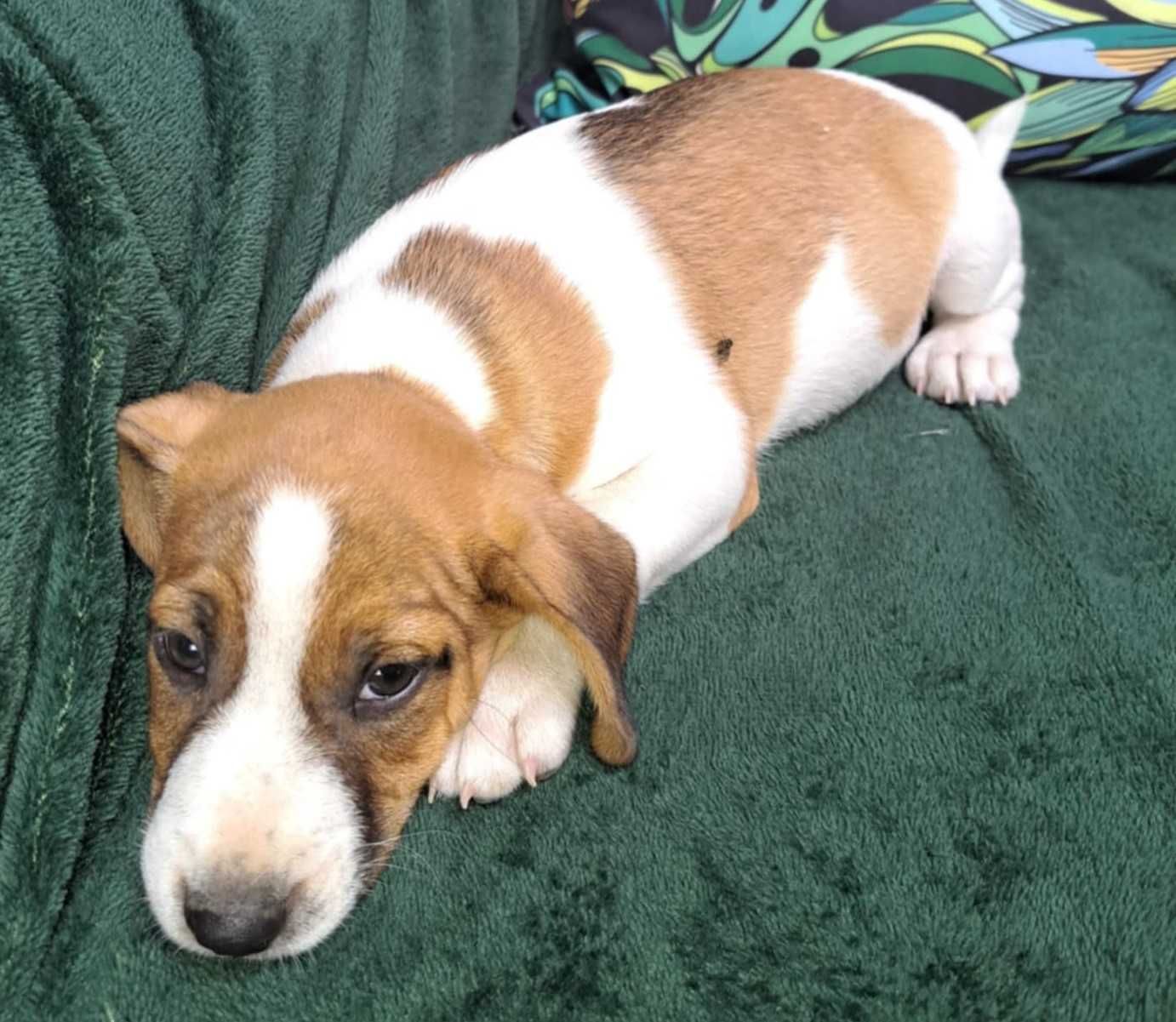 Jack Russell Terrier piesek rodowód