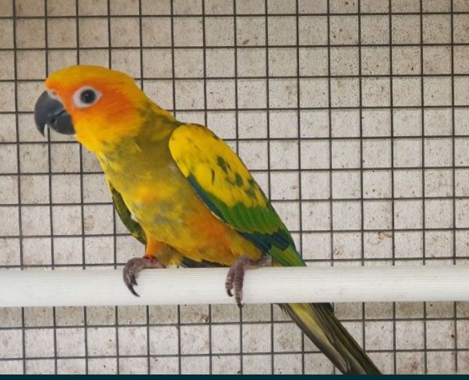 Dois casais de aratingas do sol