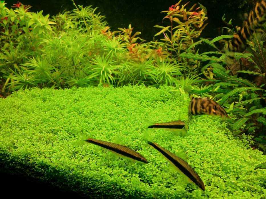 Хемиантус Куба. Растение для вашего аквариума