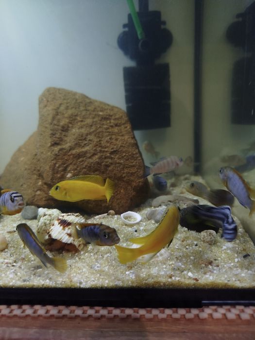 Pyszczaki Chindongo Saulosi Taiwan Reef samce