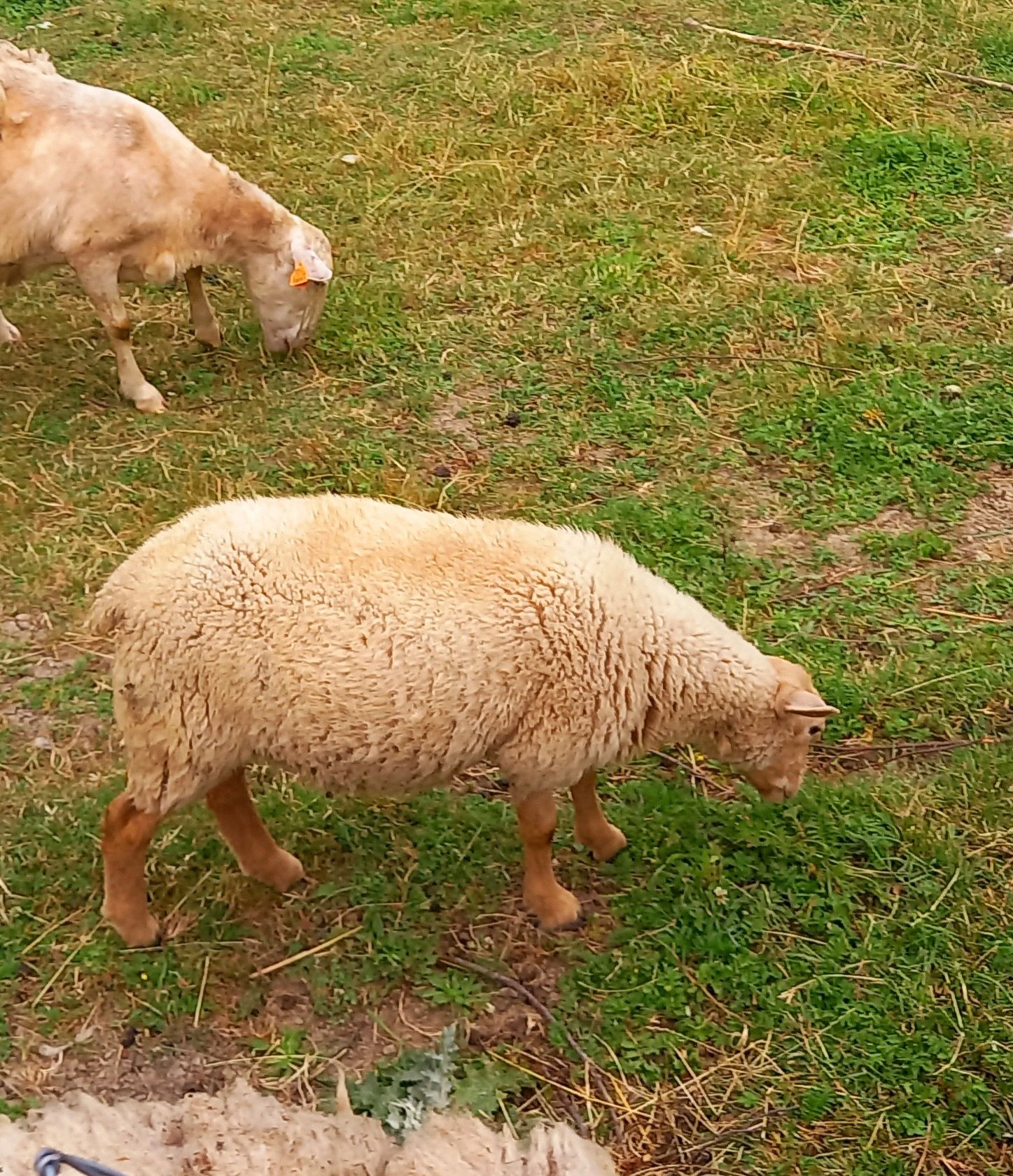 Owce nolana 4 miesięczne.