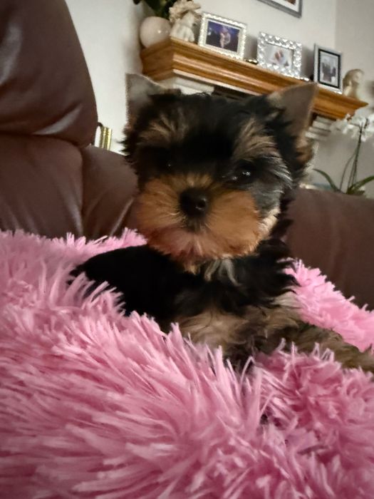 Yorkshire Terrier York ZKwP FCI śliczna dziewczynka