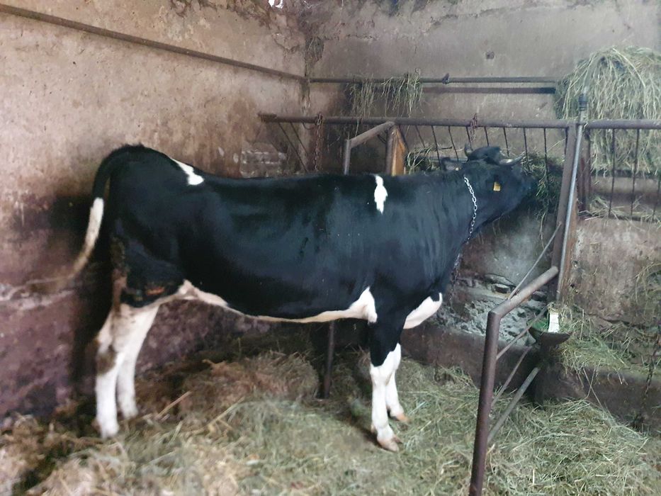 Jałówka wysokocielna HF, jałówki wysokocielne, jałówki cielne