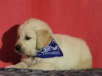 Golden retriever złota suczka