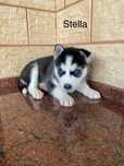 Husky Syberyjski