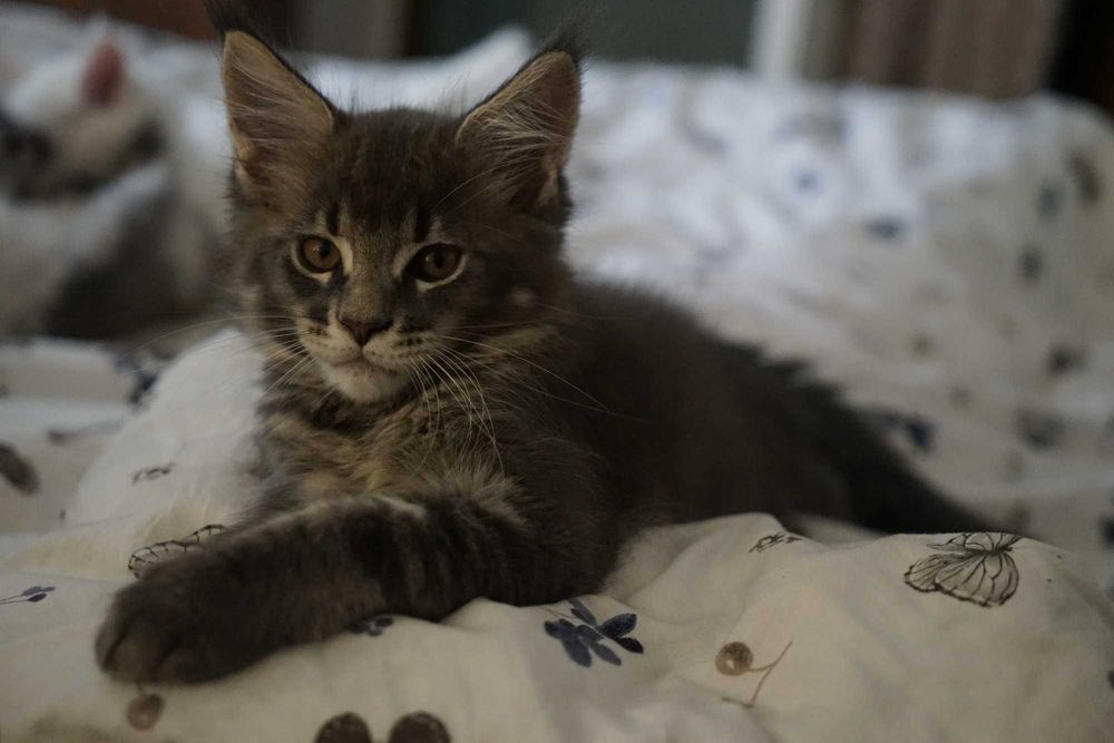 Maine Coon biały hodowla FPL