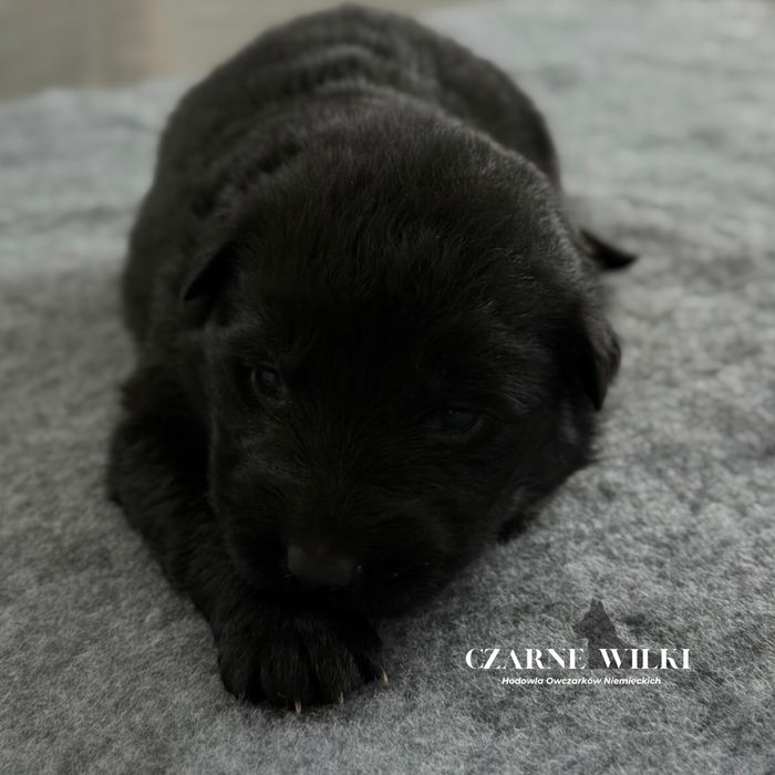 Owczarek Niemiecki Długowłosy - Suczka czarna - Hodowla Czarne Wilki