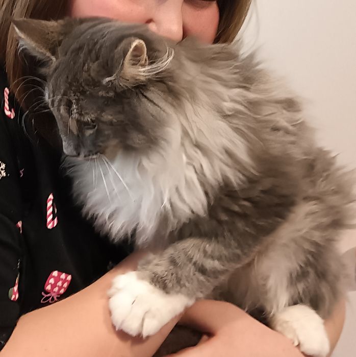 Kotka Norweski Leśny FPL