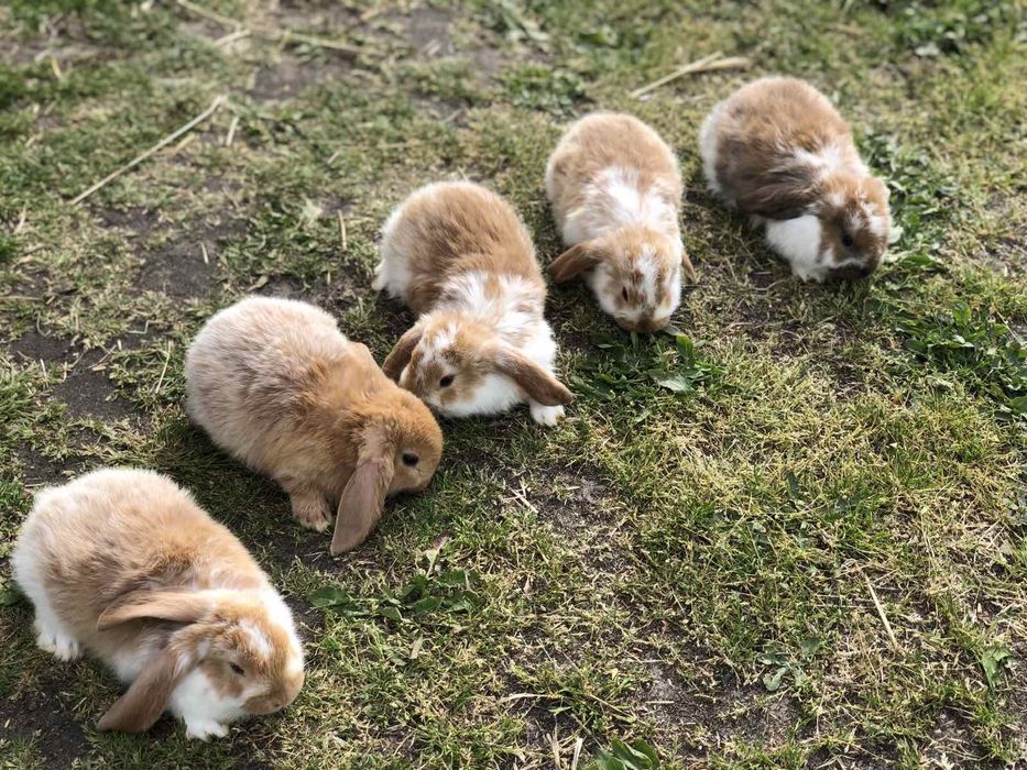 Кролі породи Французький Баран і Полтавське Срібло