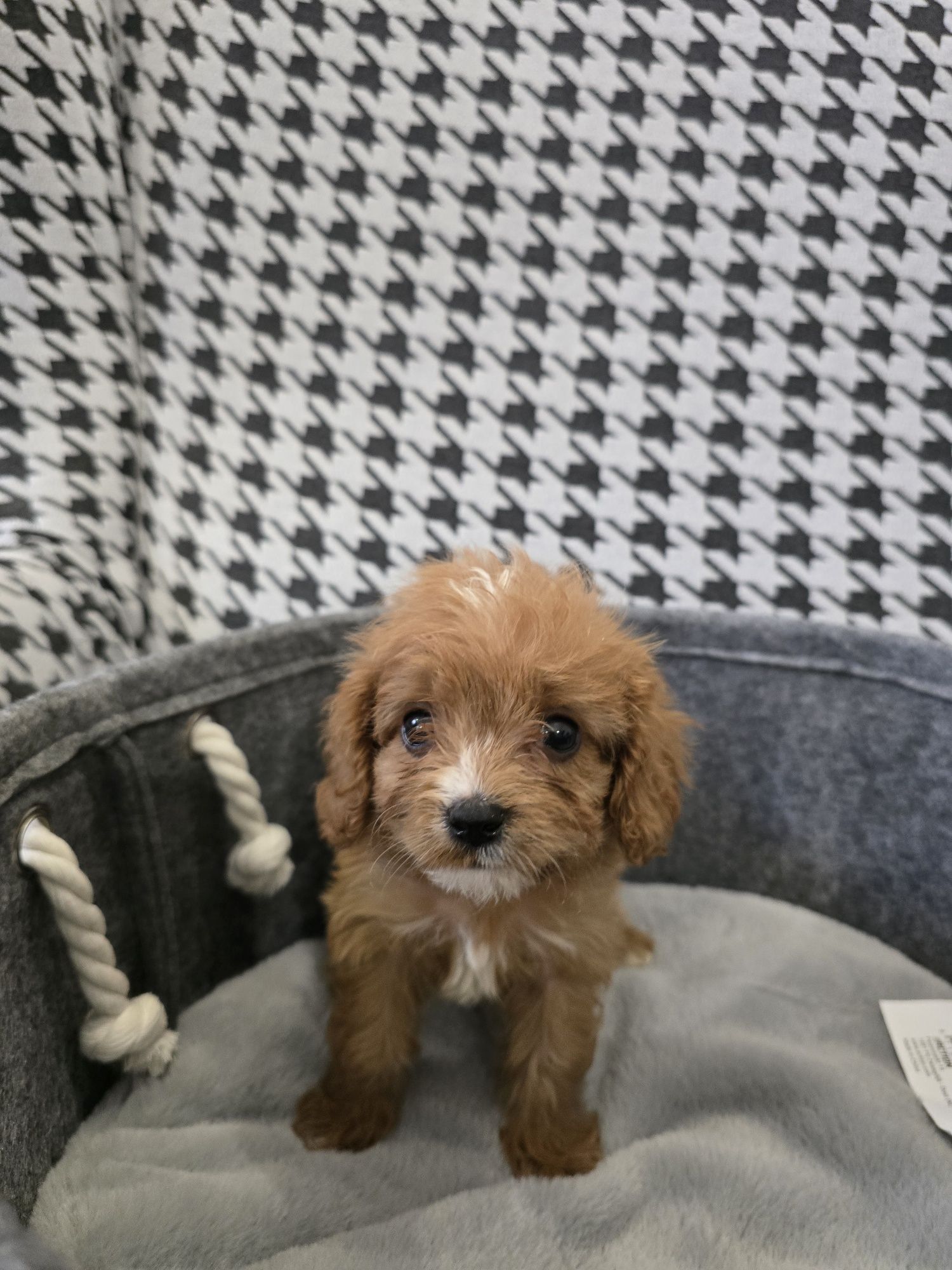 Śliczna Suczka cavapoo