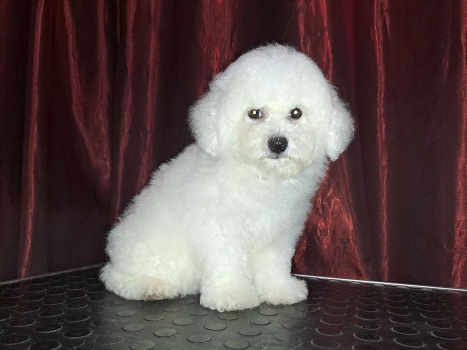 Щенки Бишон Фризе — питомник «Симфония Души»
