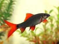 Lobeo zielone , Lobeo bicolor