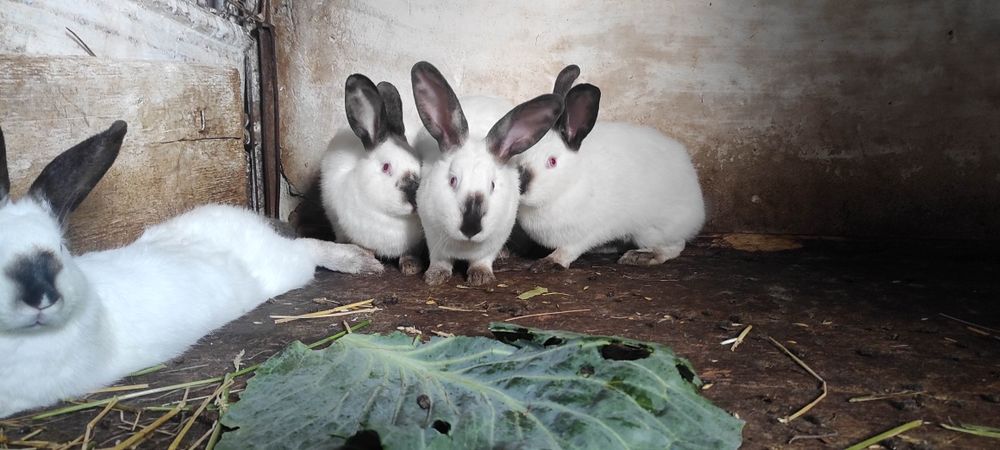 Продам Кролі Каліфорнійці кролики Дрогобич