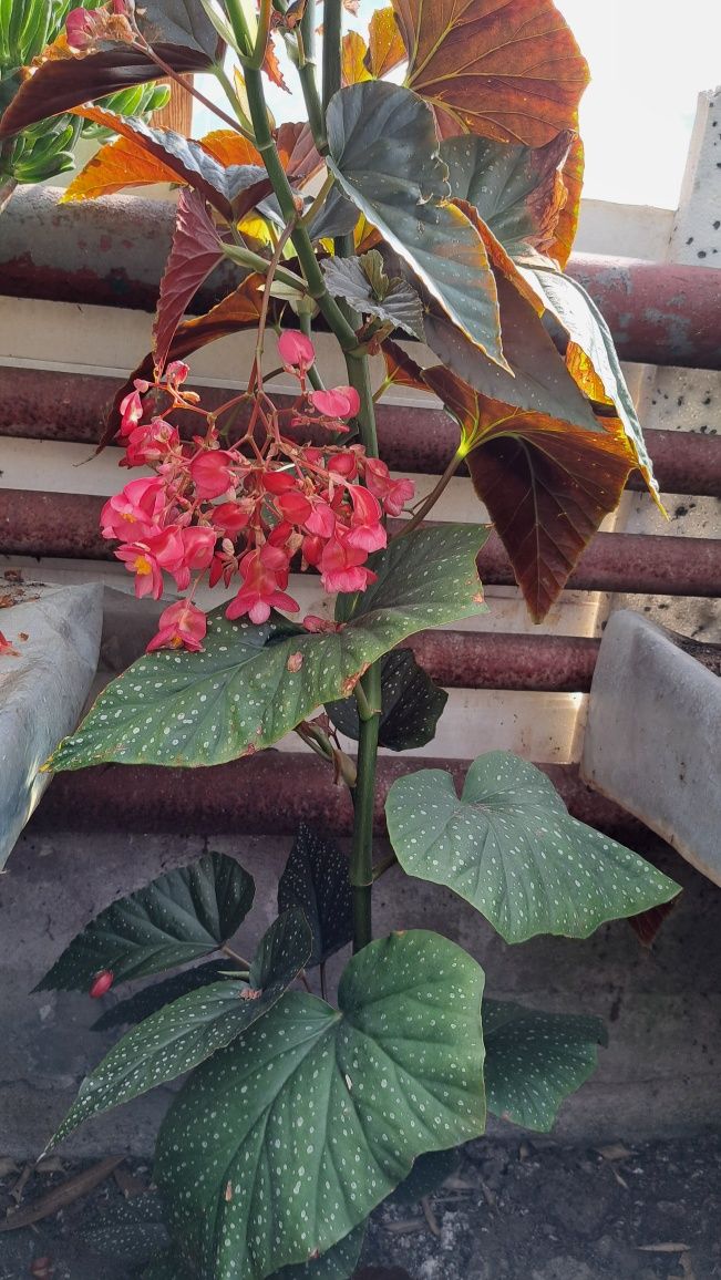 Begonia Maculata Duże Rośliny