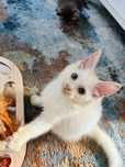 Kocurek Maine Coon rudy ze srebrem