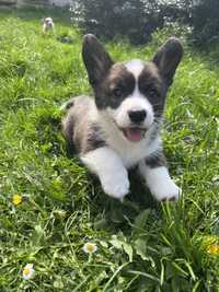 Welsh Corgi Cardigan - Aragog, pręgowany chłopiec