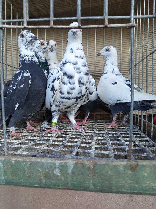 Gołębie  pocztowe tygrysy