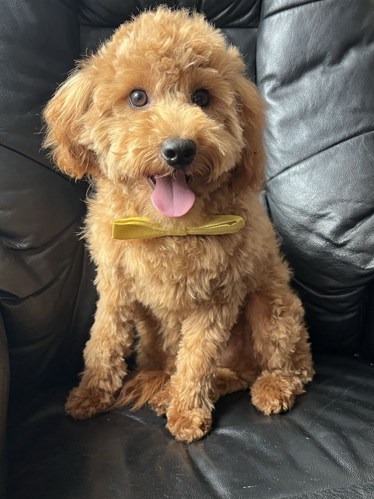 Cavapoo czerwony piesek do odbioru
