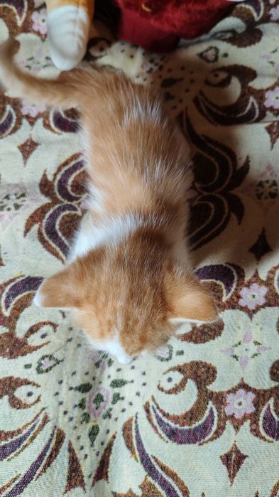 Котик хлопчик шукає дім