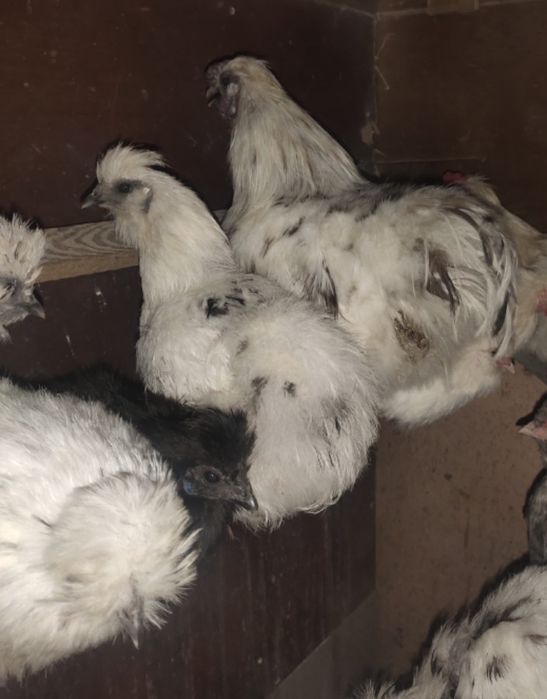 Інкубаційні яйця курей китайські шовкові