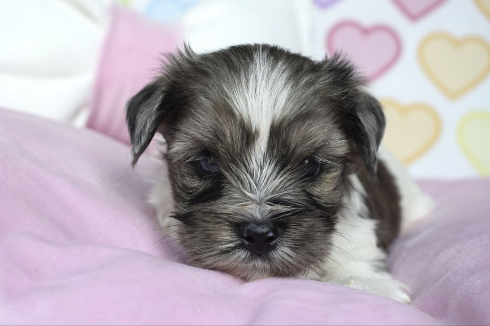 Biewer Terrier Blueberry cudny maluszek merle